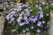 Phlox kelseyi